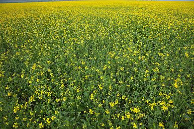 卡普空公布打击《怪物猎人：荒野》玩家违规行为强化规则